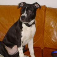 Amerikansk staffordshire terrier tjalfe