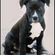 Amerikansk staffordshire terrier ..OZZY..