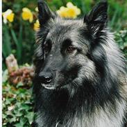 Tervueren Gabriella