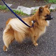 Blanding af racer Gismo