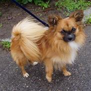 Blanding af racer Gismo