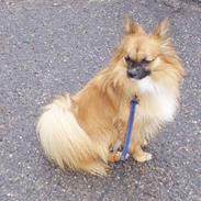 Blanding af racer Gismo