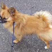 Blanding af racer Gismo