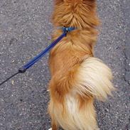 Blanding af racer Gismo