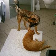 Islandsk fårehund sille 