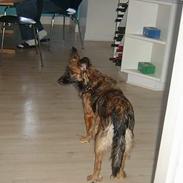 Islandsk fårehund sille 