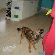 Islandsk fårehund sille 