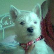 West highland white terrier Szuka Baby