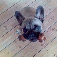Fransk bulldog Eigil