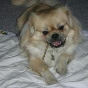 Tibetansk spaniel Caesar