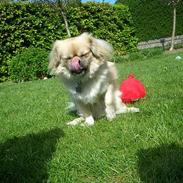 Tibetansk spaniel Caesar