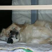 Tibetansk spaniel Caesar