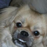 Tibetansk spaniel Caesar