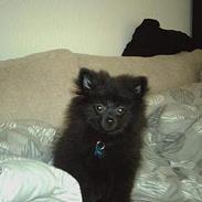 Pomeranian Julius