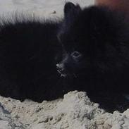 Pomeranian Julius
