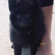 Pomeranian Julius