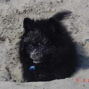 Pomeranian Julius