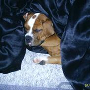 Amerikansk bulldog Chivas