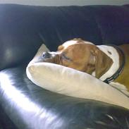 Amerikansk bulldog Chivas