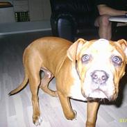 Amerikansk bulldog Chivas