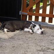 Amerikansk staffordshire terrier Armani