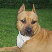 Amerikansk staffordshire terrier Piper