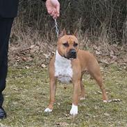 Amerikansk staffordshire terrier Piper