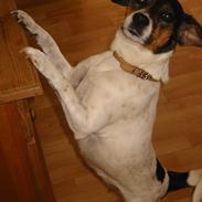 Dansk svensk gaardhund Rikka <3