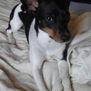 Dansk svensk gaardhund Fie