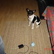 Dansk svensk gaardhund Fie