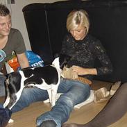 Dansk svensk gaardhund Fie