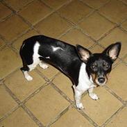 Dansk svensk gaardhund Fie