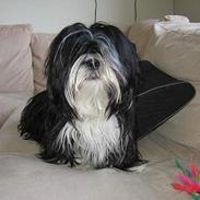 Lhasa apso Chilli