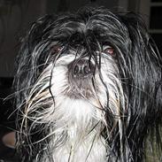Lhasa apso Chilli