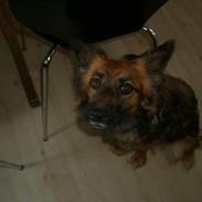 Islandsk fårehund sille 