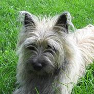 Cairn terrier Fru. Cille 