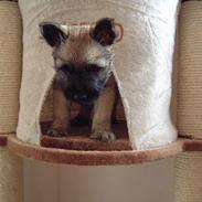 Cairn terrier Fru. Cille 