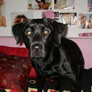 Labrador retriever Formel 1 *Fie <3*