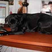 Labrador retriever Formel 1 *Fie <3*