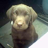 Labrador retriever Gizmo