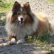 Shetland sheepdog Bella