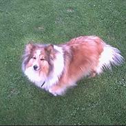 Shetland sheepdog Bella