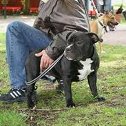 Staffordshire bull terrier Buster