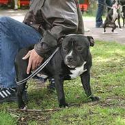 Staffordshire bull terrier Buster