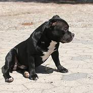 Staffordshire bull terrier Buster