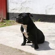 Staffordshire bull terrier Buster