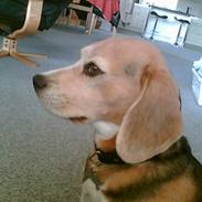 Beagle <3 PrinZezz $ille <3