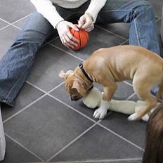 Amerikansk staffordshire terrier hektor