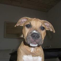 Amerikansk staffordshire terrier hektor