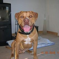 Blanding af racer Boey DØD